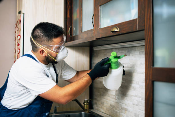 Best Affordable Pest Control Services  in Rainsville, AL