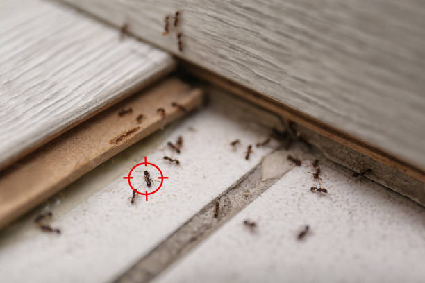 Best Pest Inspection Near Me  in Rainsville, AL