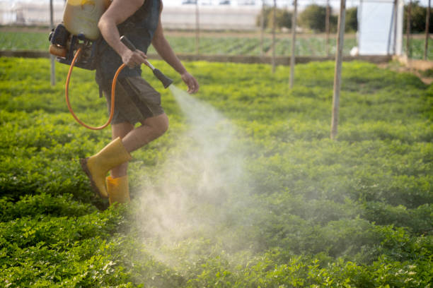Best Ant Control Services  in Rainsville, AL