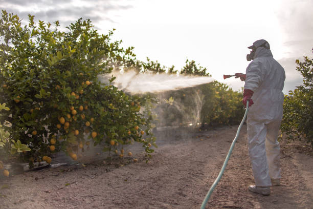Best Local Pest Control Services  in Rainsville, AL