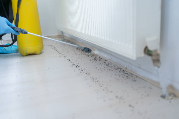 Best Emergency Pest Control  in Rainsville, AL
